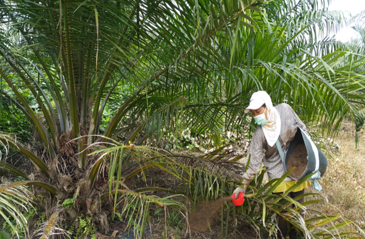 Pentingnya Memelihara dan Memperhatikan Pemberian Dosis Pupuk Sawit